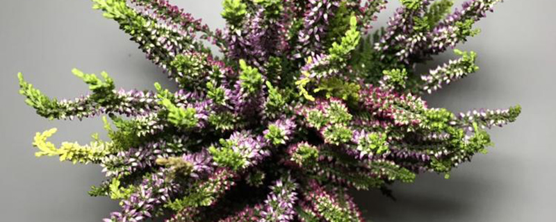 挪威国花是什么花
