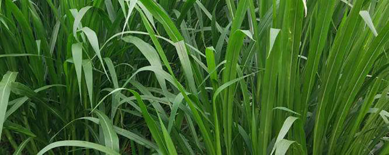 四季型牧草有哪些品种 四季型牧草有哪些品种