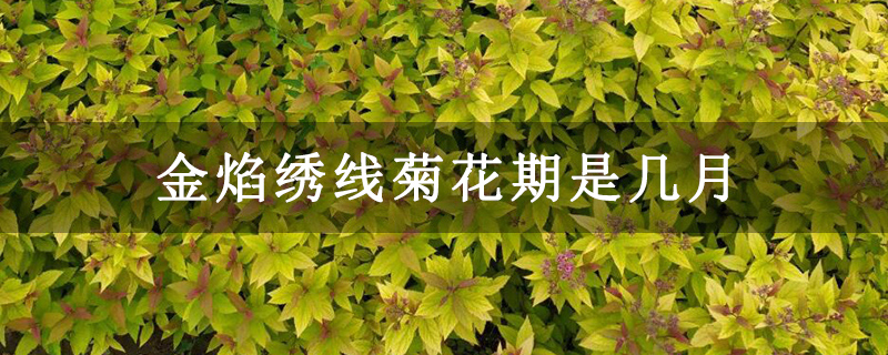 金焰绣线菊花期是几月