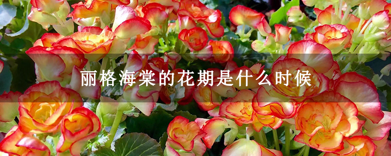 丽格海棠的花期是什么时候
