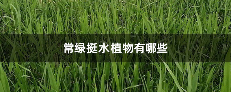 常绿挺水植物有哪些