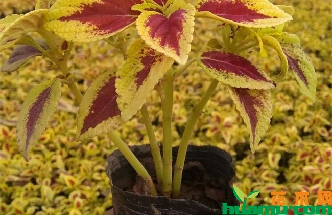 彩叶草对人有危害性吗? 彩叶草对人有危害性吗?