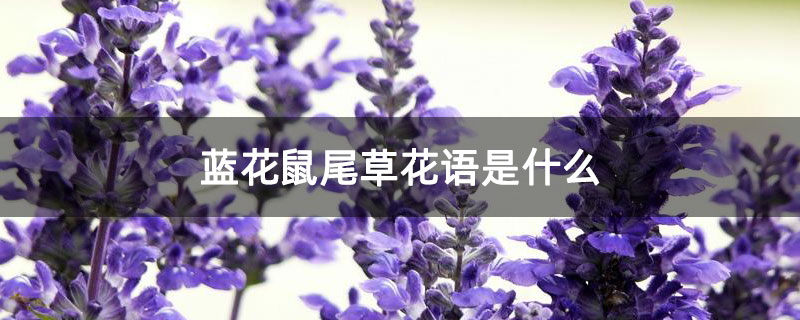 蓝花鼠尾草花语是什么