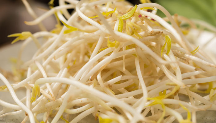 豆芽1.jpg