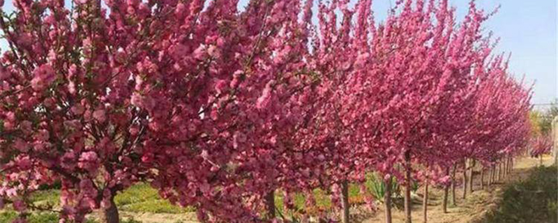 绥化市花是什么花
