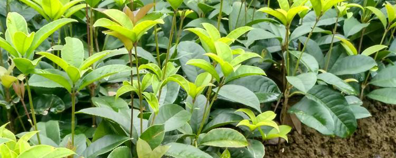桂林市花是什么花