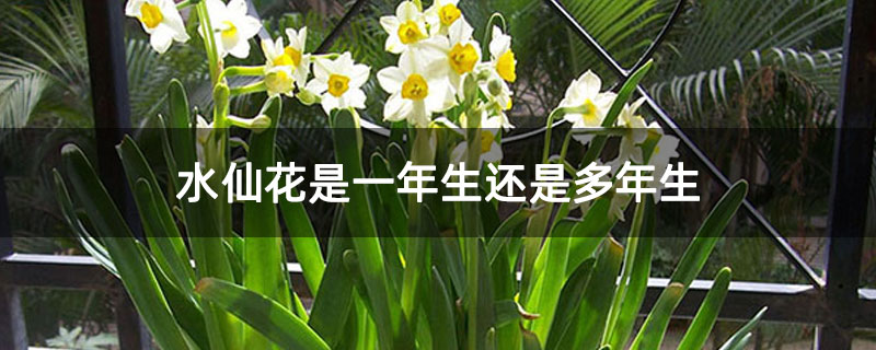 水仙花是一年生还是多年生