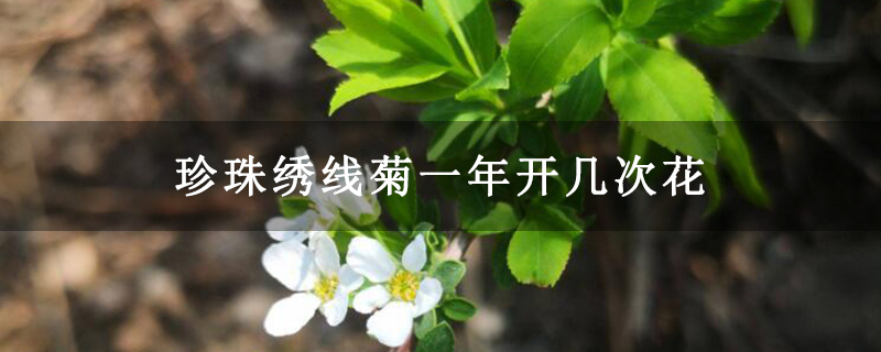 珍珠绣线菊一年开几次花