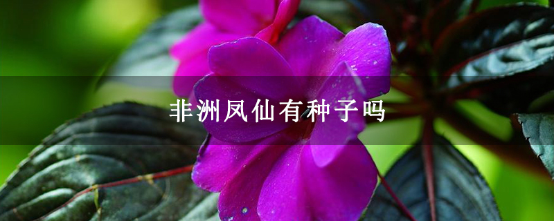 非洲凤仙有种子吗