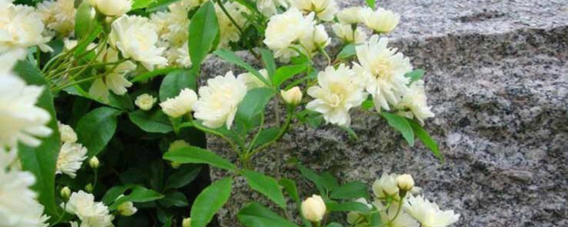 白木香花