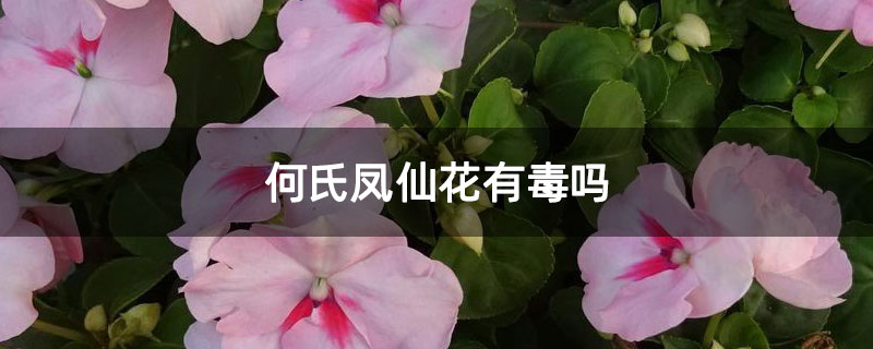 何氏凤仙花有毒吗