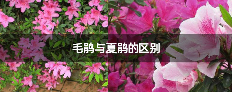 毛鹃与夏鹃的区别