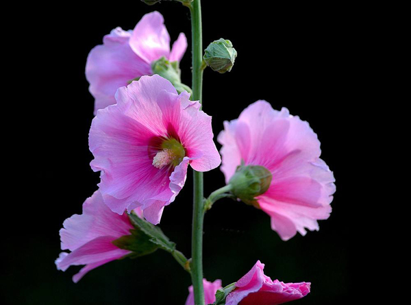 蜀葵