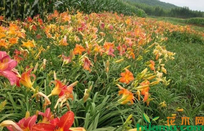 大花萱草