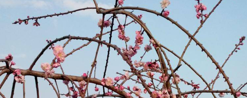 梅州市花是什么花