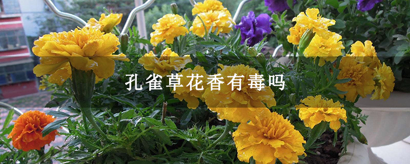 孔雀草花香有毒吗