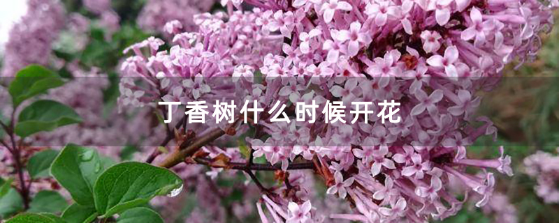 丁香树什么时候开花