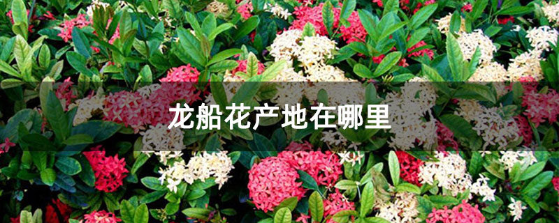 龙船花产地在哪里