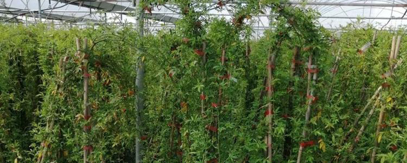 大棚木香花苗