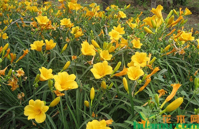 大花萱草 大花萱草