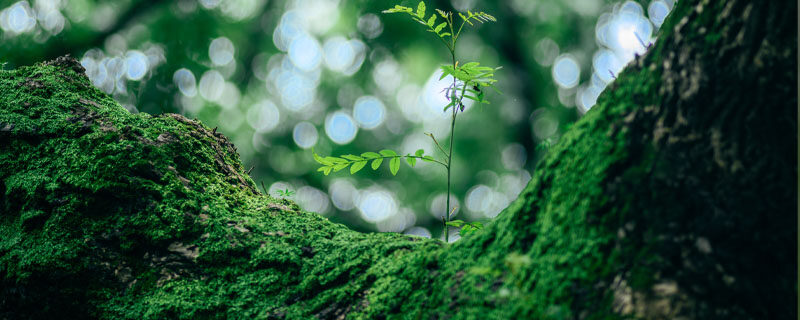 苔藓.jpg