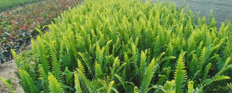12种花镜植物搭配表