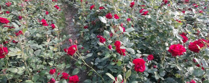 红色月季花苗