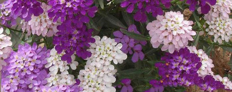 蜂室花北方好养活吗 蜂室花北方好养活吗