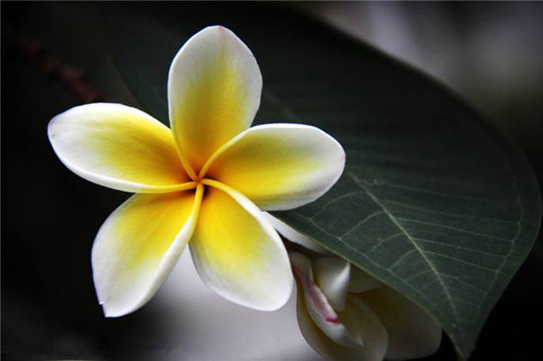 鸡蛋花