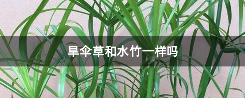 旱伞草的养殖方法和注意事项