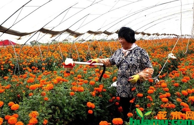 万寿菊