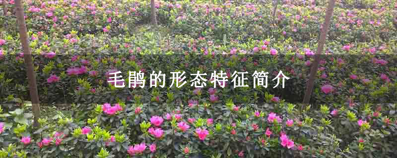 毛鹃的形态特征简介