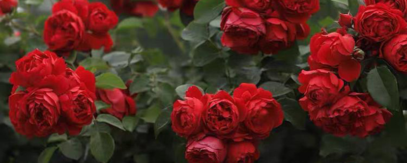 淮南市花是什么花
