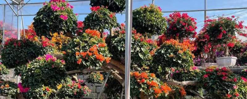 北海市花是什么花