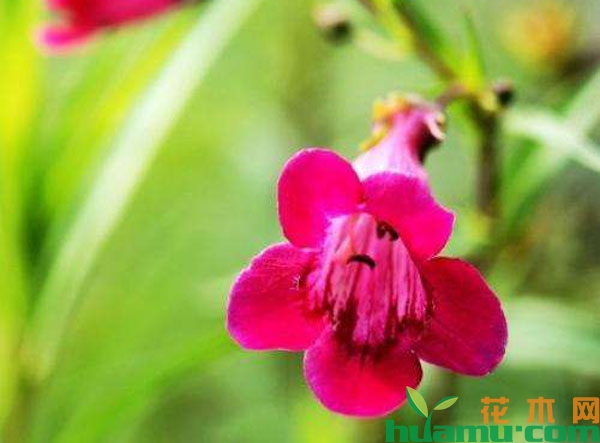 红花钓钟柳