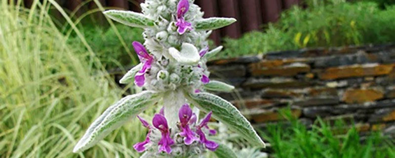 绵毛水苏几月份播种