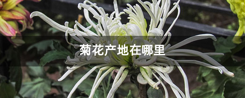 菊花产地在哪里
