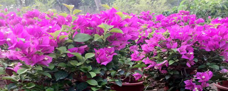 江门市花是什么花
