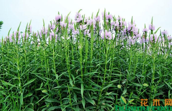 假龙头花花语是什么?