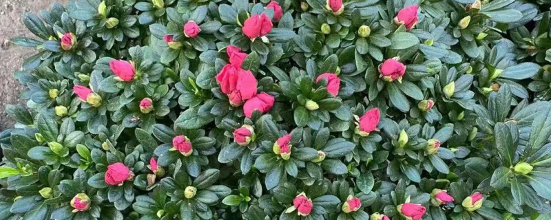 黑河市花是什么花