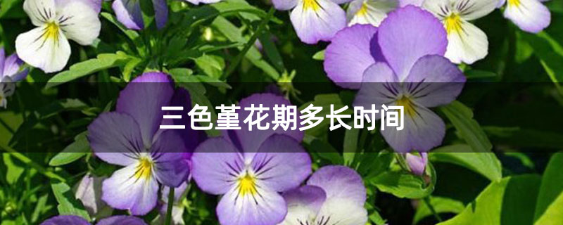 三色堇花期多长时间