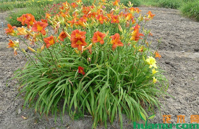 大花萱草