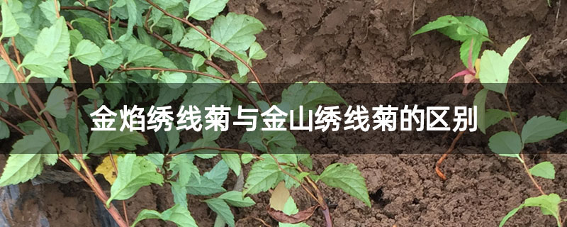 金焰绣线菊与金山绣线菊的区别 金焰绣线菊与金山绣线菊的区别