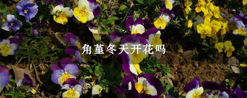 角堇冬天开花吗