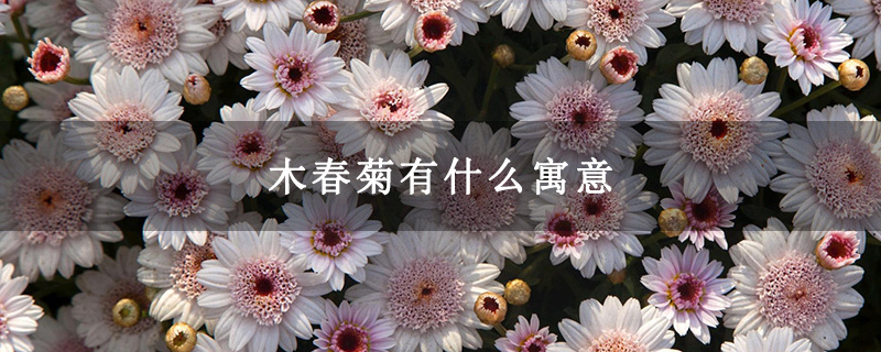 木春菊有什么寓意