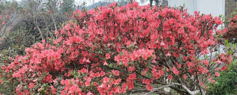 遵义市花是什么花