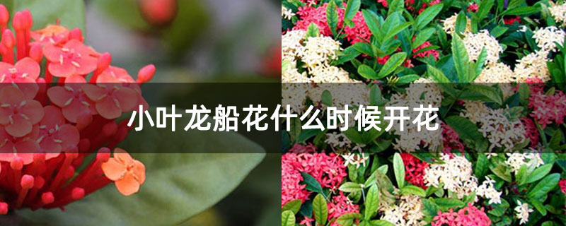 小叶龙船花什么时候开花