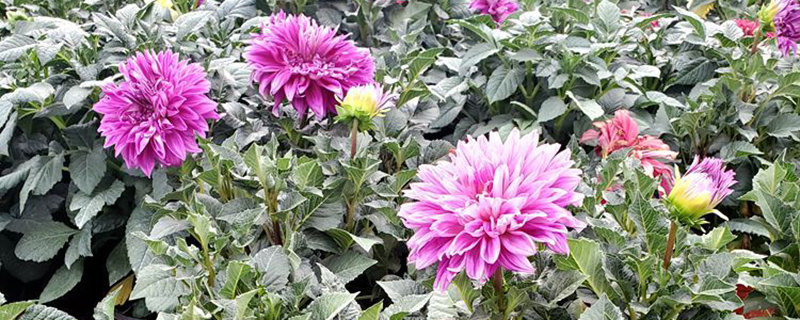 武威市花是什么花