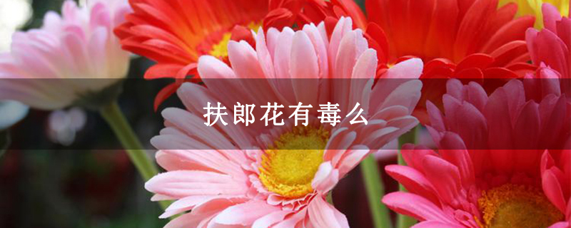 扶郎花有毒么