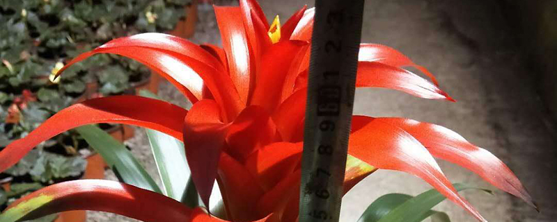 鸿运当头花